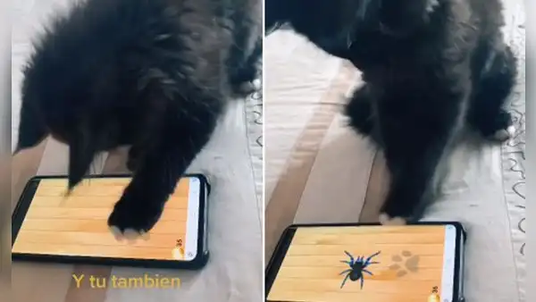 Joven enseña a su gato a 'jugar’ en el celular y este se vuelve ‘experto’ atrapando insectos [VIDEO]
