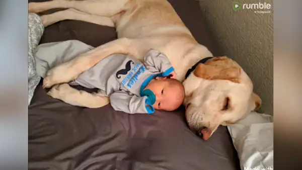 Mamá deja a su bebé junto con su perro y al volver los encuentra en conmovedora escena [VIDEO]