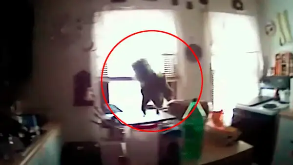 Facebook: El 'feroz ataque' de una ardilla contra policías [VIDEO]