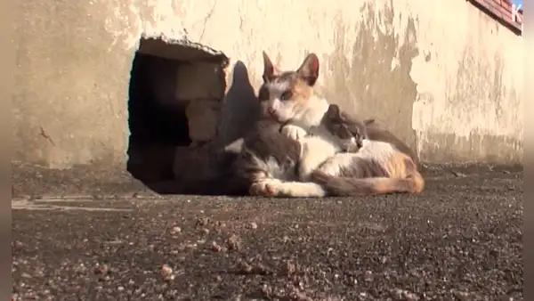 Gata callejera no deja a su cría con discapacidad y conmueve al darle comida todos los días [VIDEO]