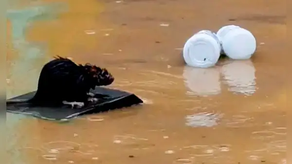 Rata usa trozo de madera para flotar y evitar morir durante una inundación