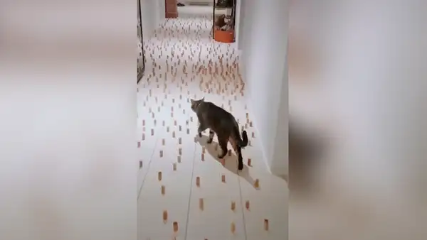Crea curioso juego para su gato y felino realiza lo insospechado frente a su amo [VIDEO] 