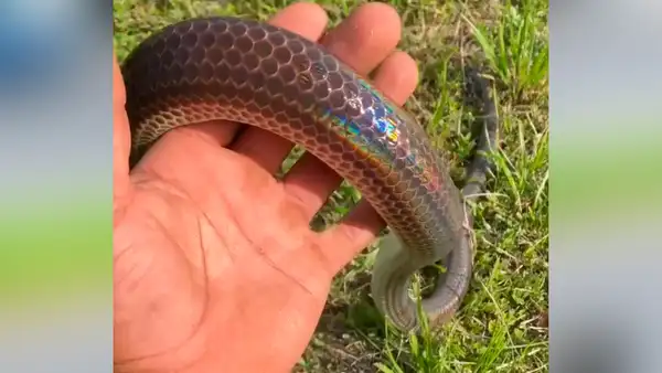Joven atrapa con sus manos a letal serpiente y esta tiene insólita reacción [VIDEO]