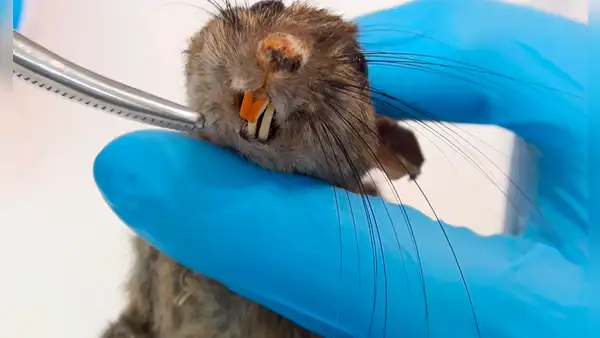 YouTube Viral: abre por la mitad a una rata y encuentra algo insólito en su interior [VIDEO]