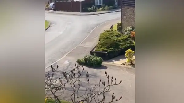 Joven se disfraza de arbusto para salir a la calle en plena cuarentena [VIDEO]  
