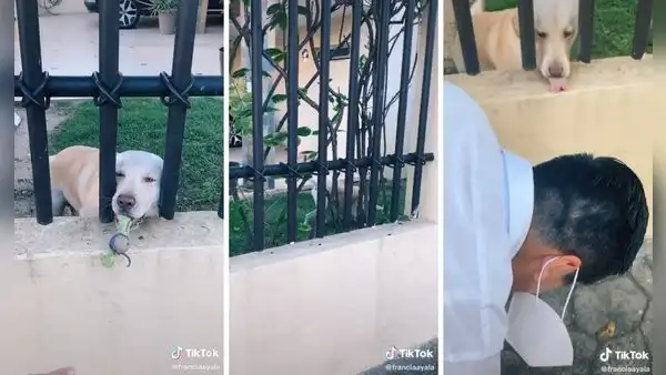 Perrito arroja su pelota a transeúntes para que le hagan jugar