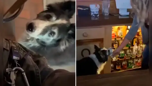Conoce a Jack, el perro que recibe las propinas de un bar y las cambia por golosinas [VIDEO]