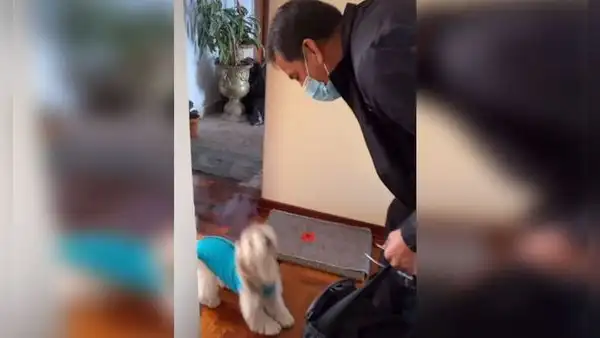 Perrita le da efusiva bienvenida a su dueño al llegar del trabajo