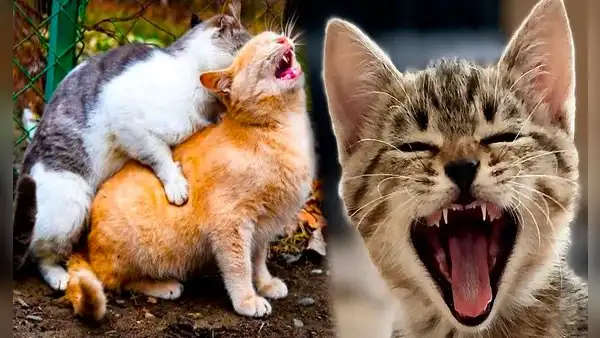 ¿Por qué los gatos hacen demasiado ruido cuando se aparean?