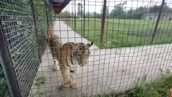 Mujer se reencuentra con tigres que crió de bebés y estos tienen una conmovedora reacción [VIDEO]
