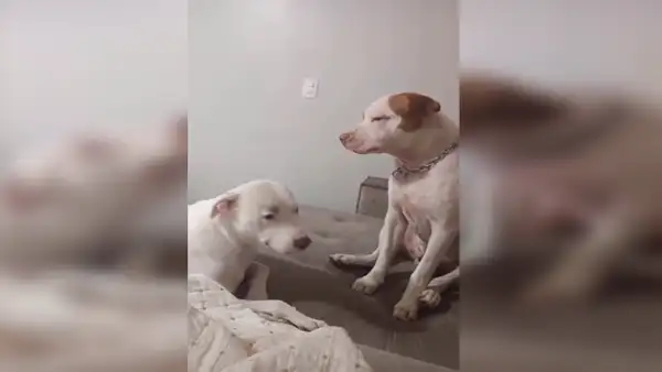 Mujer deja a sus mascotas solas en casa y al volver los encuentra en romántica escena [VIDEO] 