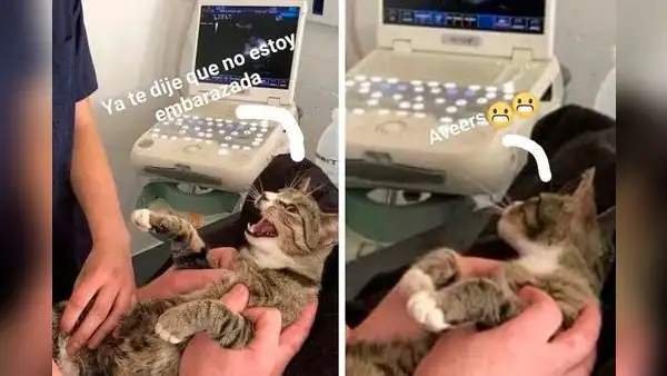 Facebook: gata se entera que está embarazada y su reacción hace reír a todos