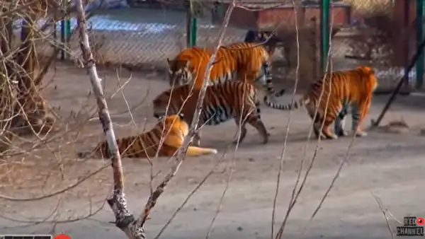El tigre siberiano más grande del mundo desconcierta por su apariencia [VIDEO]