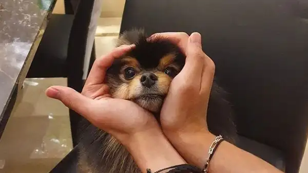 Yeontan: la tierna historia de la mascota de Taehyung de BTS