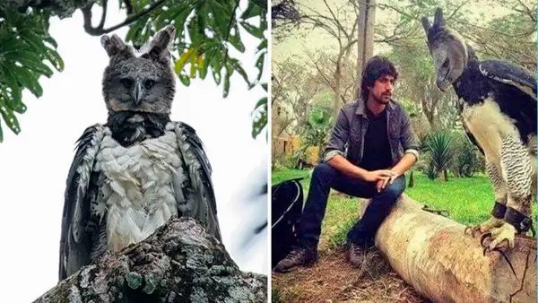 Piensa que es una persona disfrazada, pero se trata de una enorme águila casi extinta [FOTOS]
