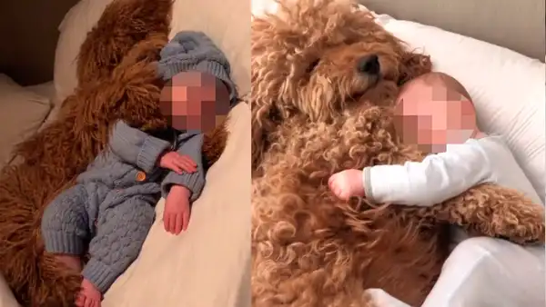 Perro se duerme junto al bebé de sus dueños y lo acurruca para que no sienta frío [VIDEO]