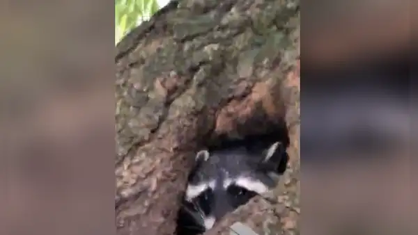 Mapache atacó a joven que se acercó a su guarida para grabarlo [VIDEO]
