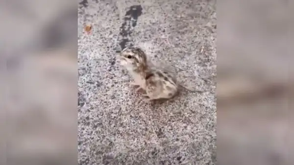Ayuda a pollito recién nacido y le quita cascarón que tenía atorado en su cabeza [VIDEO]