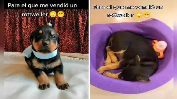 Creyó que había comprado un perro rottweiler, pero con los años descubre que era otra raza
