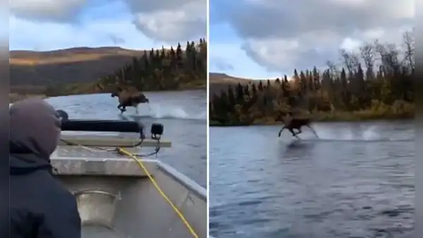Alce salvaje asombra a turistas cuando navegaban por un río y corre frente a ellos [VIDEO]