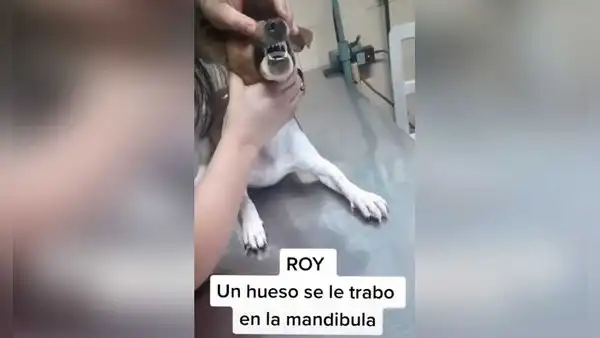 Perro quedó con hueso atorado en su mandíbula y tuvo que ser intervenido