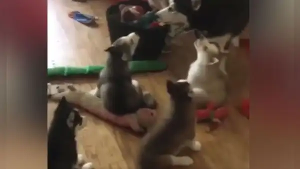 Perro le enseña aullar a sus cachorros y estos tienen divertido comportamiento [VIDEO]