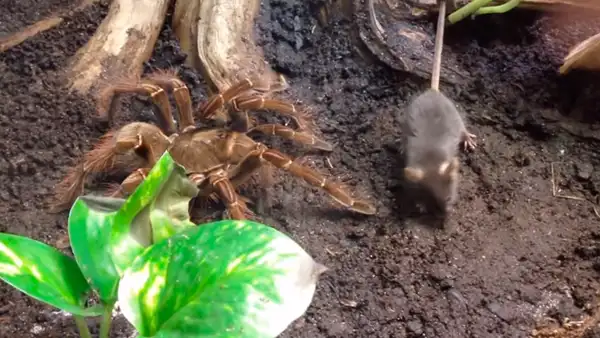 Facebook Viral: La épica batalla entre esta tarántula gigante y un ratón tuvo un final que te dejará sin palabras