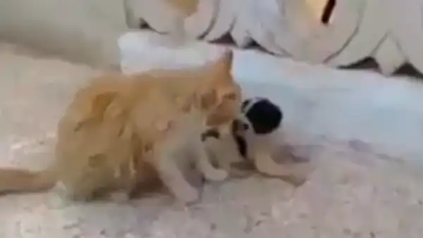 Gata encuentra a perro bebé llorando en la calle tras ser abandonado y decide ‘adoptarlo’ [VIDEO] 