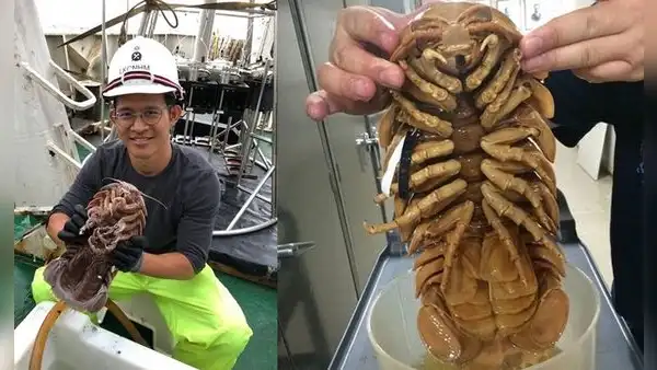 Hallan a una “cucaracha marina” gigante en las profundidades del océano
