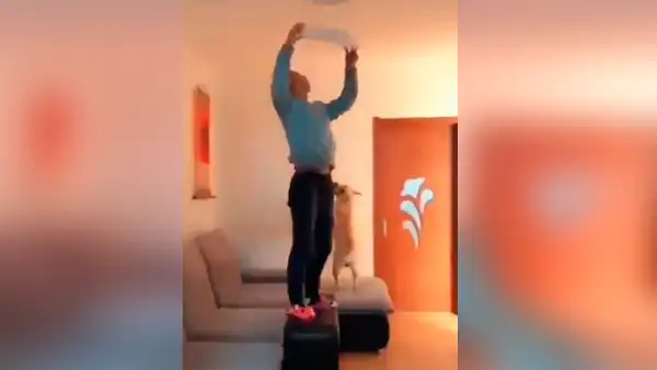 Perro ayuda a su dueño a cambiar un foco de luz y protagoniza emotiva escena [VIDEO]