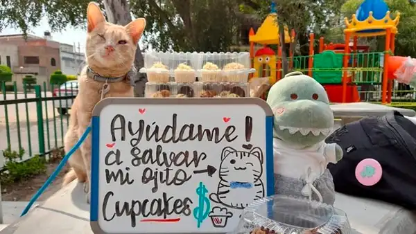 Joven vende cupcakes en la calle para pagar una operación de su gato y que no quede ciego [VIDEO]