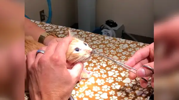 Acude con su gato al veterinario y este le saca un enorme parásito que vivía en su nariz [VIDEO]