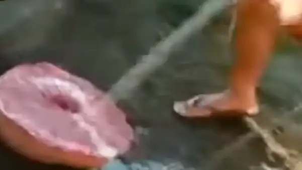 Hallan espeluznante criatura marina en playa y reciben un feroz ataque [VIDEO]