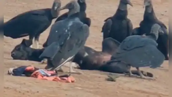 Perrito dormía en la playa y gallinazos lo rodearon porque pensaban que estaba muerto