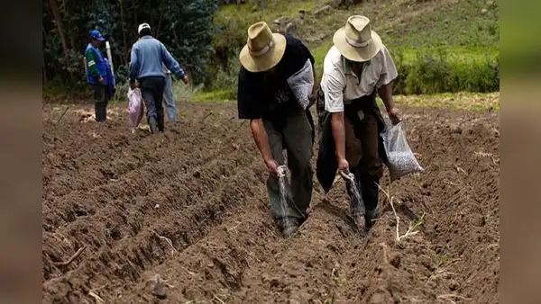 Fertiabono: Midagri inició pago de la segunda lista de beneficiarios