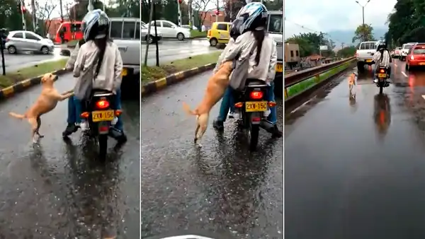 Facebook viral: Conmoción al ver a un perrito suplicando que no lo abandonen [VIDEO]