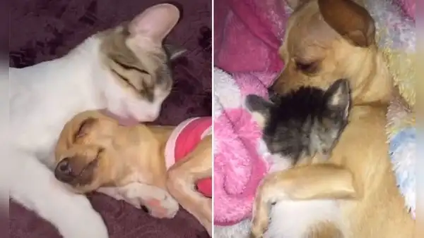 Joven busca a su perro y lo encuentra en tierna escena junto a su gato