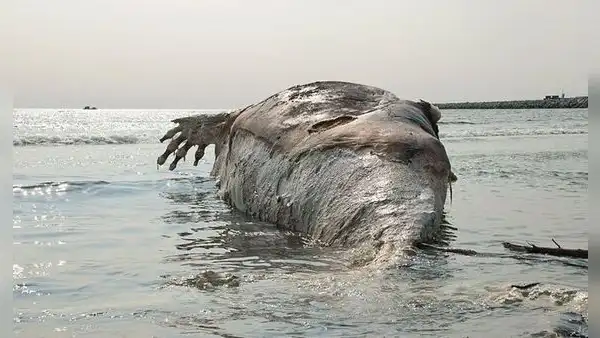 ¿Por qué explotan las ballenas cuando mueren? Científico explica este fenómeno