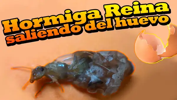 YouTube: Graban el nacimiento de una hormiga reina y video sorprende al mundo