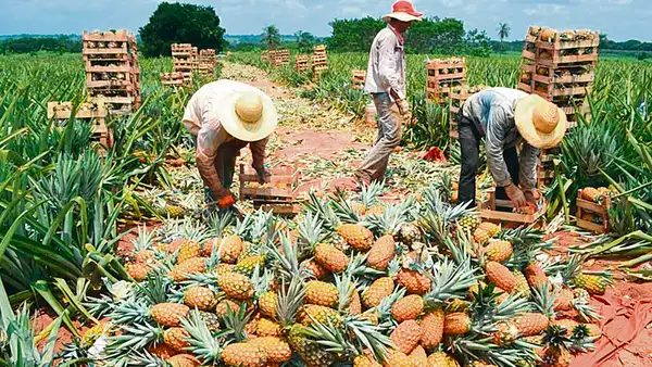 Cosecha de piña Golden genera expectativa en agricultores del valle viejo