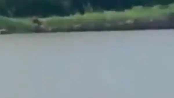 Joven pesca en río y capta a un misterioso ser que huyó en segundos al verlo [VIDEO]