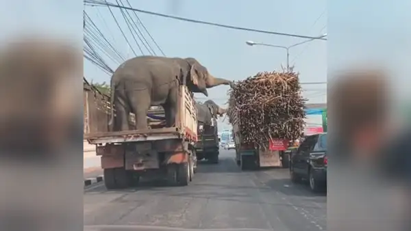 Elefantes son llevados en camión y se comen caña de azúcar de vehículo que pasaba cerca [VIDEO]