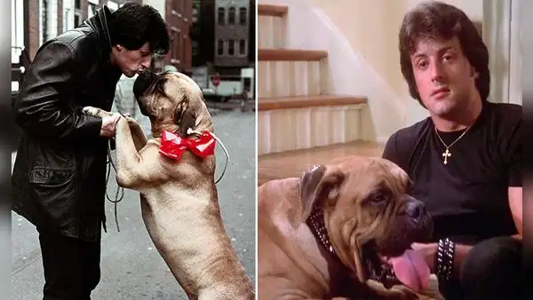 Stallone y su perro Butkus: de venderlo para sobrevivir a recuperarlo gracias a “Rocky”