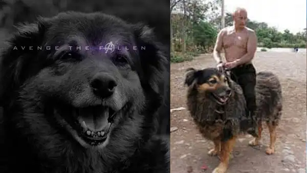 Facebook viral: alumnos de la UNMSM despiden a su 'Perrovaca' con sentimentales memes [FOTOS] 