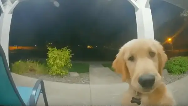 Perro toca timbre del hogar de su dueña tras escapar para jugar en la calle con sus 'amigos’ [VIDEO]