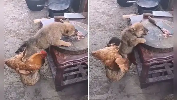 Gallina y perrito protagonizan una graciosa travesura