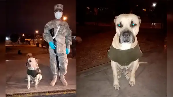 Perro abandonado se vuelve el mejor amigo de soldado en las madrugadas de cuarentena [FOTOS] 