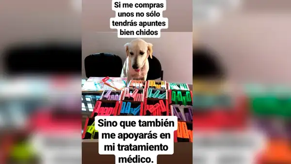 Descubre la emotiva historia del perro que vende plumones para pagar sus medicinas [FOTOS]
