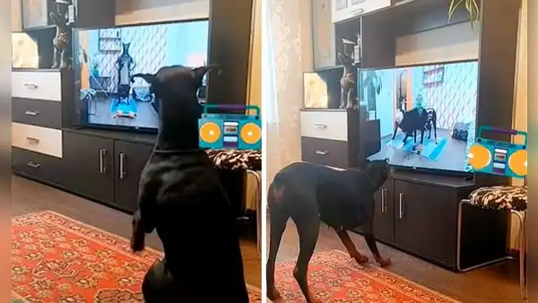 Perro ve un programa para canes en TV e intenta imitar unos ejercicios 