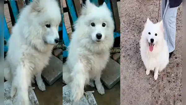 Perro que iba a ser sacrificado, ‘pide ayuda’ a joven y ella lo adopta para rescatarlo [VIDEO]